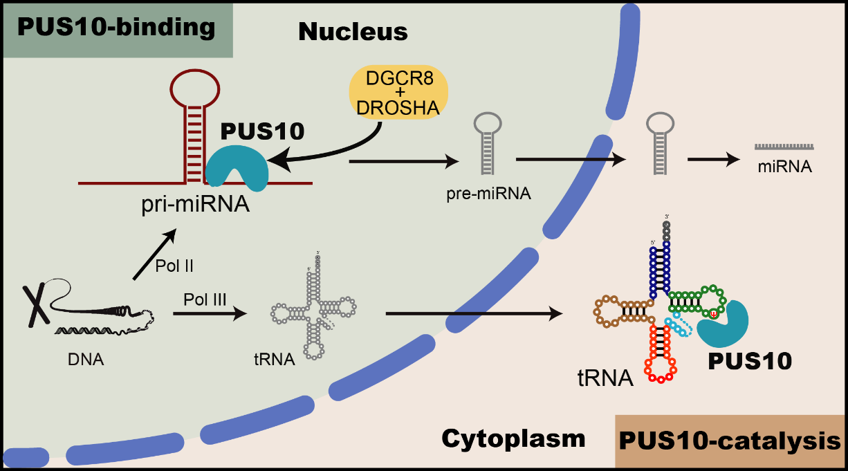 北京大学课题组与合作者揭示假尿苷合酶在miRNA加工和tRNA修饰中的新功能