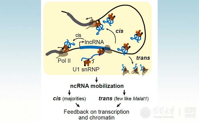 清华大学沈晓骅课题组在非编码RNA的染色质结合机制研究中取得重要进展