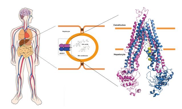 中国科大《细胞研究》发文解析人类胆汁盐外排蛋白ABCB11的电镜结构