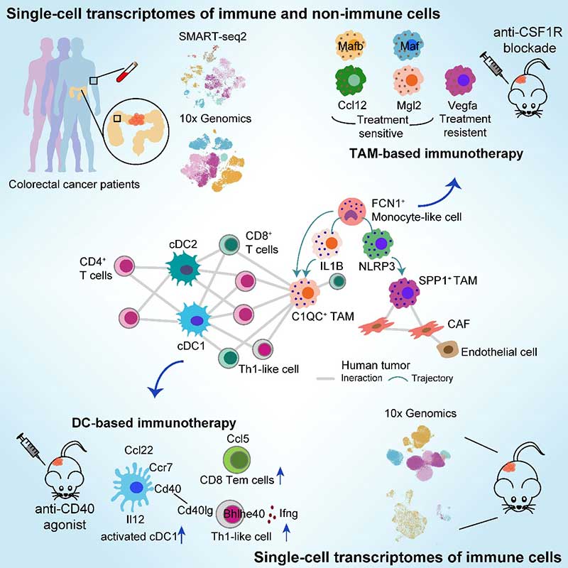 北京大学张泽民课题组与合作者在Cell发文揭示结直肠癌靶向髓系细胞的免疫治疗机理-第1张图片-C9联盟